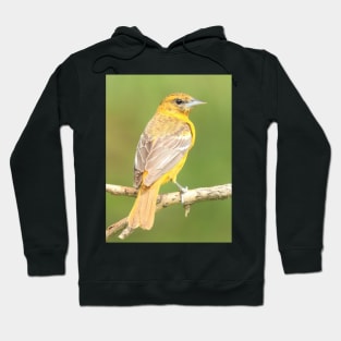 Baltimore Oriole bird with orange white feathers and green soft out of focus background Hoodie